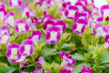 Purple torenia flowers blooming in summer field