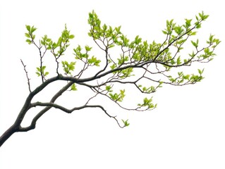 Obraz premium Fresh spring branch with new leaves