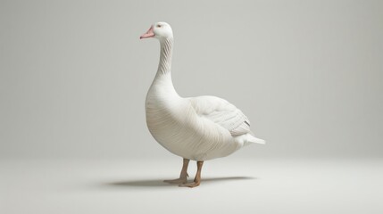 Fototapeta premium White goose portrait studio