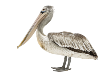 Pelican isolated on transparent background perfect for wildlife photography and educational materials showcasing natural beauty and unique features