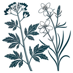 set of cuckoo pratensis cardamine