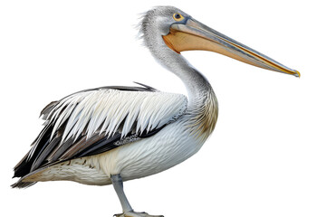 Beautiful pelican isolated on transparent background ideal for bird photography and nature-themed publications