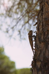 Fototapeta premium Close-up of Iguana and Chameleon in Natural Habitat