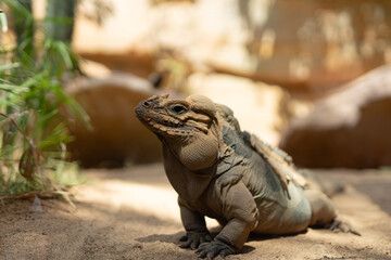Close-up of Iguana and Chameleon in Natural Habitat