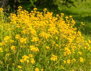 Obraz premium Bright yellow wildflowers in a field
