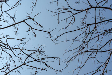 Low angle view of bare tree branches against a clear blue sky. Abstract nature background for winter or dry season concepts. Minimalist and serene.
