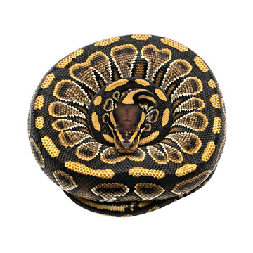 Coiled ball python with black and yellow markings : elements for halloween on transparent background