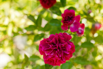 Vibrant pink roses flourish among lush leaves, highlighting intricate floral details, freshness, and the serene elegance of nature.