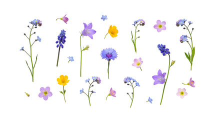 Vibrant collection of delicate wildflowers including bluebells, forget-me-nots, cornflowers, and buttercups arranged artfully for spring and summer designs isolated on white background