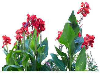 Red canna lilies blooming. green foliage, plants in two groups, isolated on a transparent background, png