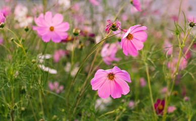 A vibrant pink cosmos flower blooms above green stems, framed by a lush and colorful meadow that radiates tranquility.