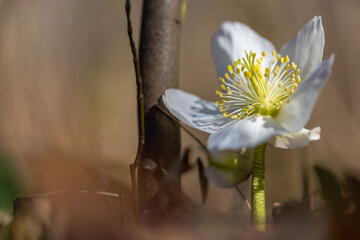 Die Schneerose steht bereits Anfang März in voller Blüte