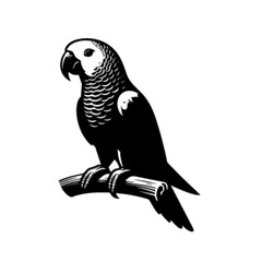 Parrot 17 Vector Illustration – Colorful Exotic Tropical Bird Artwork