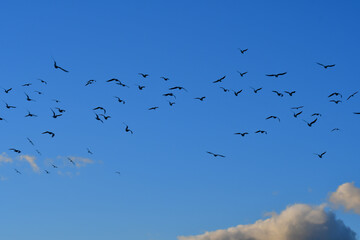 甲子園浜の渡り鳥