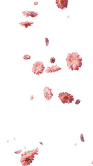 Peachy pink spring flowers and petals overlay 3d render