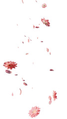 Peachy pink spring flowers and petals overlay 3d render