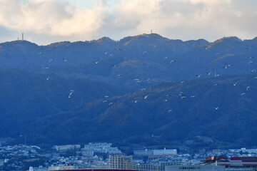 Fototapeta premium 甲子園浜の渡り鳥
