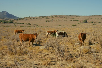 Andalusian Retinta Cows Grazing in Pasture
