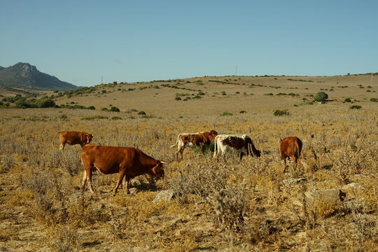 Andalusian Retinta Cows Grazing in Pasture
