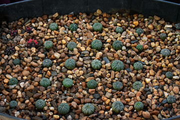 Little cactus on small pot, plant for decoration. Beautiful blooming cactus, selective focus blurred green nature background. Hobby during work from home concept. 