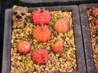 Little cactus on small pot, plant for decoration. Beautiful blooming cactus, selective focus blurred green nature background. Hobby during work from home concept. 