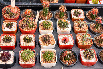 Little cactus on small pot, plant for decoration. Beautiful blooming cactus, selective focus blurred green nature background. Hobby during work from home concept. 