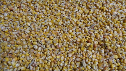 Various particles in close-up. Hemp, grain, and corn