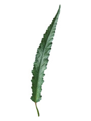 Green Long Leaf Cutout on White / Transparent Background