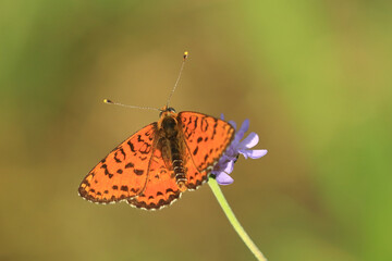Colorful butterfly on flower, spotted fritillary (Melitaea didyma)