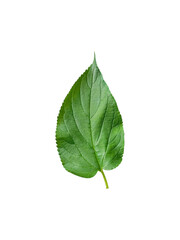 Lush Green Leaf Cutout on White / Transparent Background