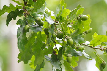 Green acorns on an oak tree