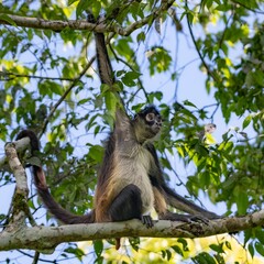 Spider monkey in a tropical forest.