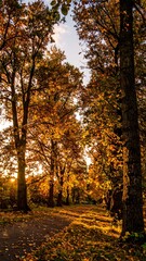 Autumnal path through golden trees