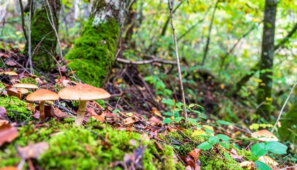 Forest floor mushrooms