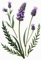 Fototapeta premium A delicate and realistic illustration of lavender flowers with vibrant purple blossoms and slender green leaves, evoking a sense of calm, fragrant nature. 