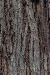 bark of a tree close up