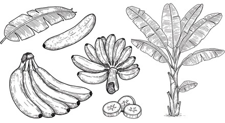 Hand-Drawn Banana Botanicals: Ink Sketch Collection