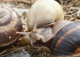 snail on the road