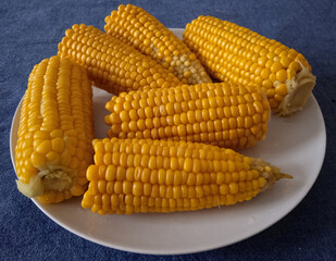 Several cobs of boiled corn with bright yellow kernels are arranged on a white plate, a simple and healthy summer snack.