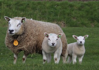 Fototapeta premium sheep and lambs