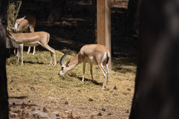animal, deer, mammal, wildlife, antelope, nature, wild, buck, horns, antlers, horn, goat, gazelle, stag, brown, antler, zoo, white, fur, grass, park, animals, alert, ram