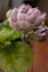 Violet blossom close-up