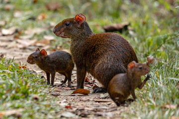 Photos of an Amazonian rodent known as the añuje, similar to the capybara, another famous Amazonian rodent.