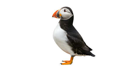 A single atlantic puffin standing with a black background looking to the left of the frame isolated on white background
