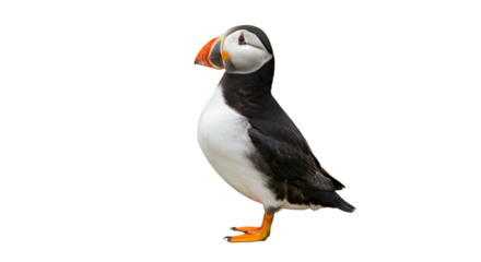A single atlantic puffin standing with a black background looking to the left of the frame isolated on white background