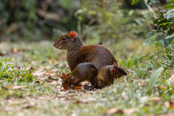Photos of an Amazonian rodent known as the añuje, similar to the capybara, another famous Amazonian rodent.