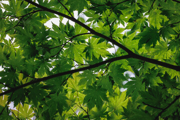 Obraz premium Branches of Acer palmatum - Japanese maple tree