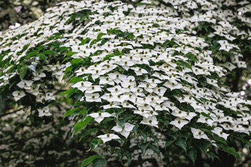 Cornus kousa small deciduous tree in Poland