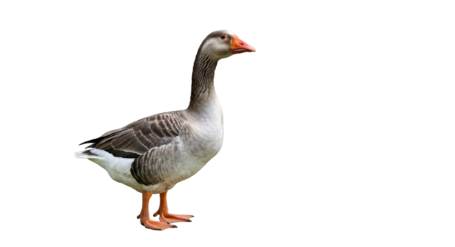A greylag goose standing in a field with a black background looking to the right side of the frame isolated on white background