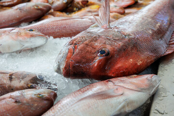 Red seabreams for sale on Mercado dos Lavradores Farmers Market in Funchal, Madeira, Portugal